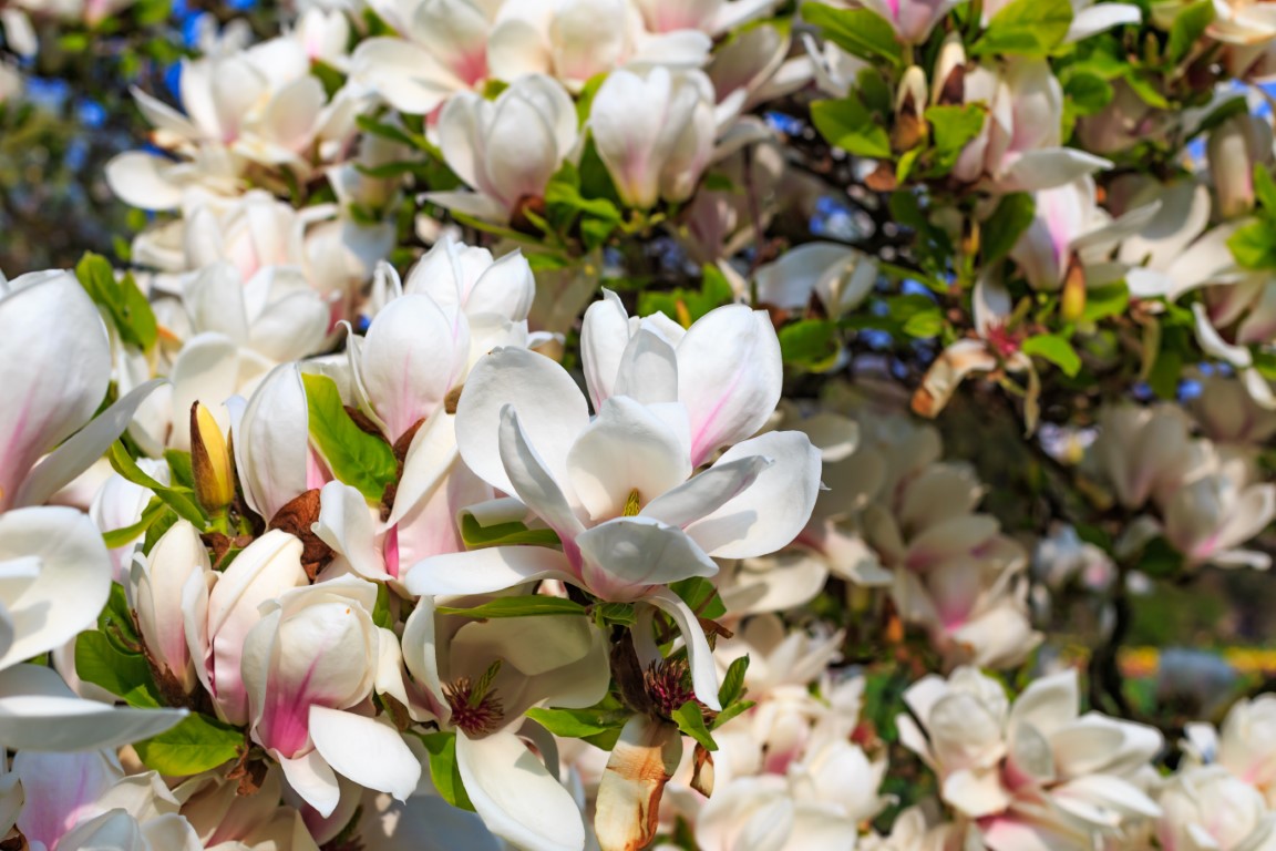 arbuste de Magnolia