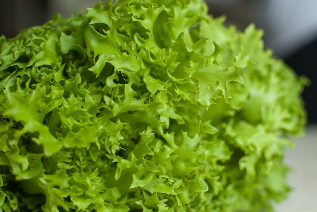 Les 7 meilleurs variétés de salade d'hiver résistantes au froid Mon — free download