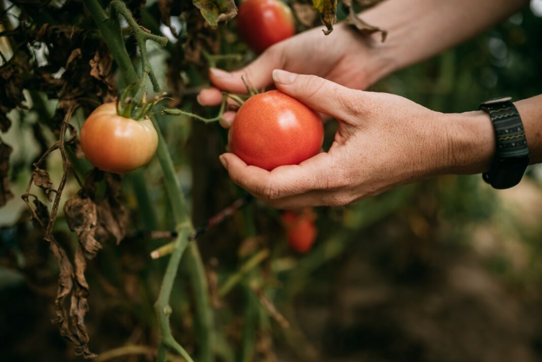 tomate résistante au mildiou
