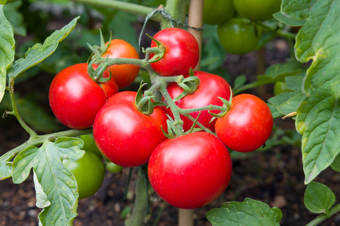 tomates Iron Lady