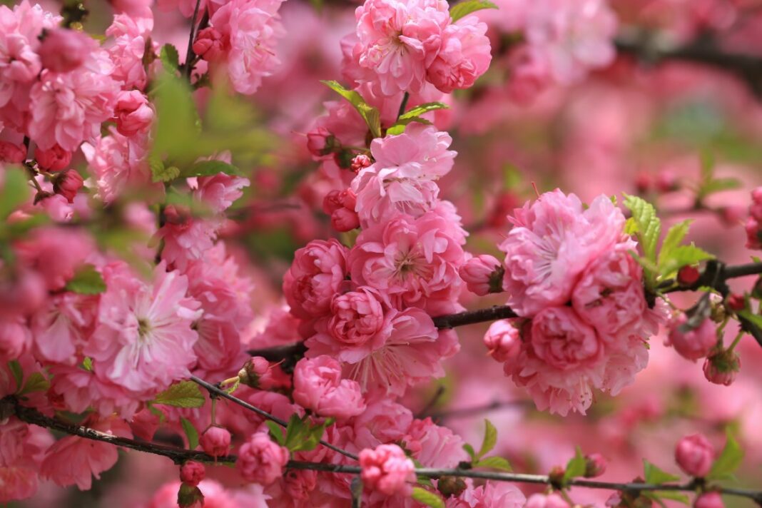 Les 12 plus beaux arbustes à fleurs roses pour égayer votre jardin — free download