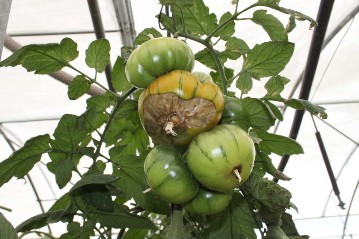 pourriture apicale de la tomate