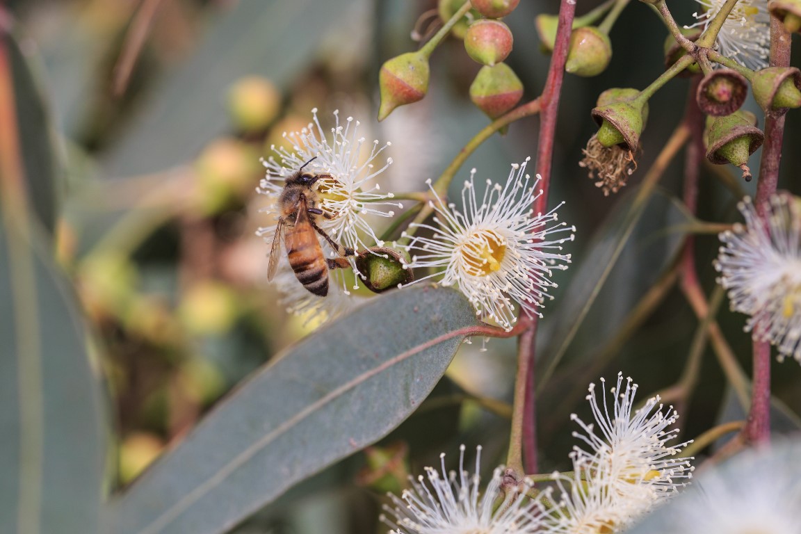 Quand fleurit l eucalyptus gunnii