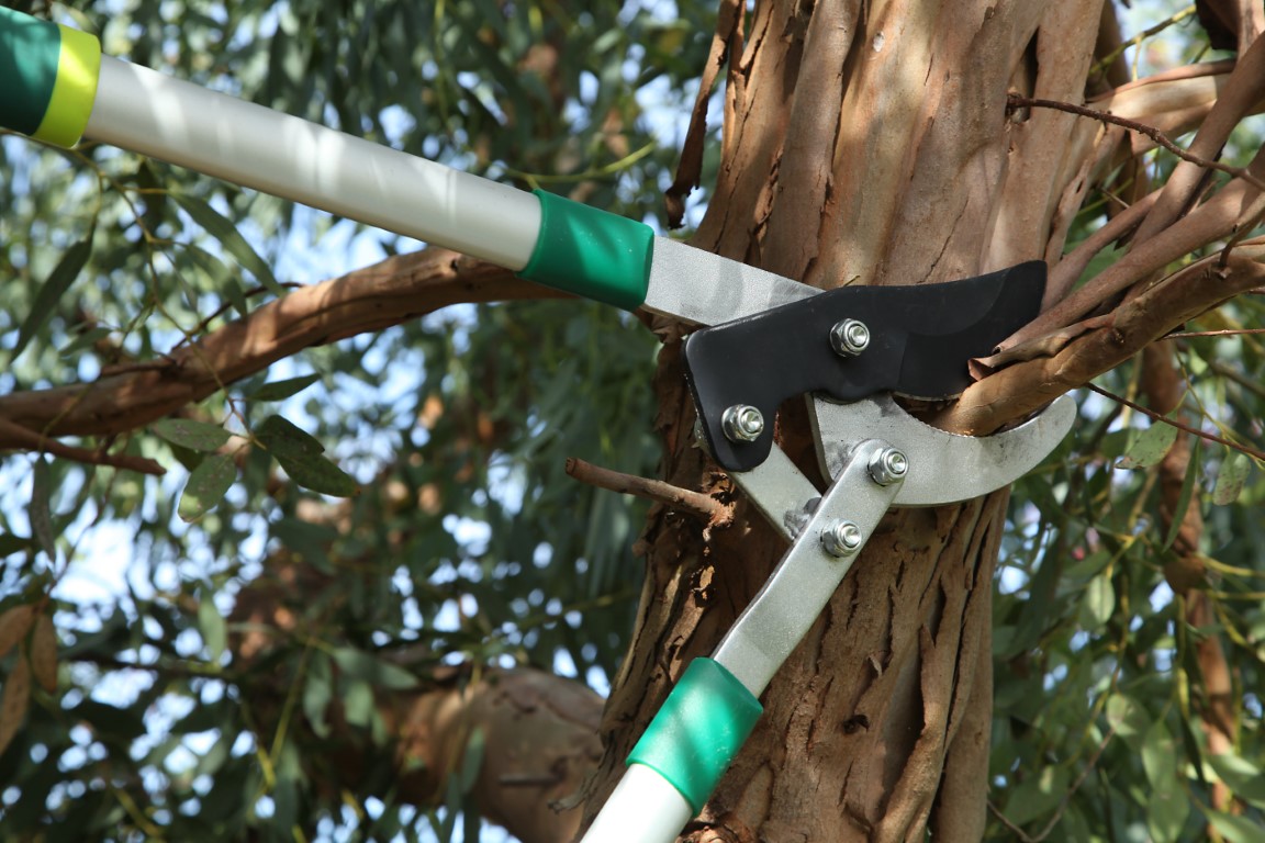 entretenir l eucalyptus gunnii
