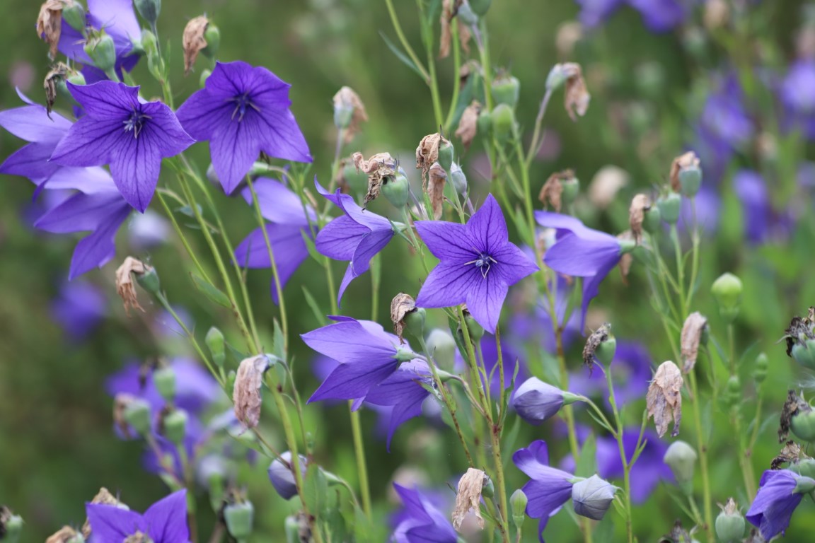 L’étoile bleue