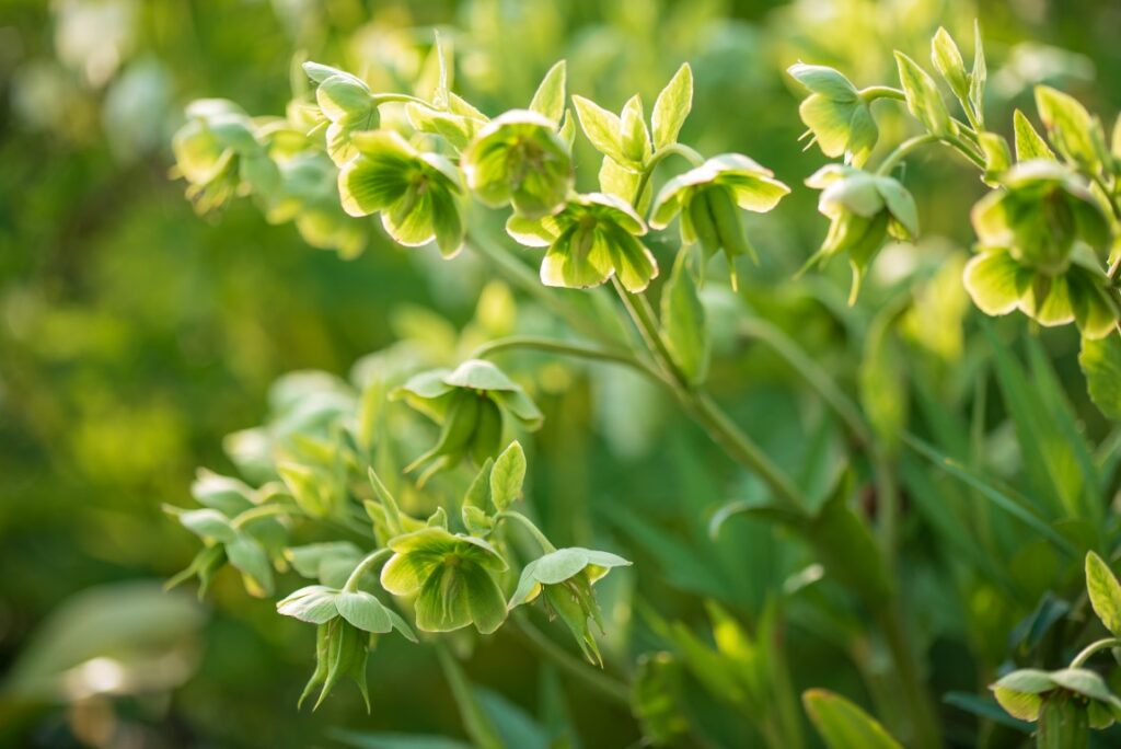 Top 12 des plus belles fleurs vertes à planter au jardin Mon Potager — free download
