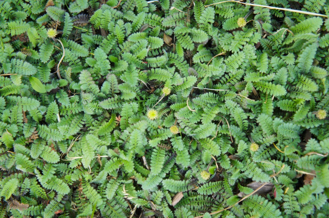 leptinella squalida