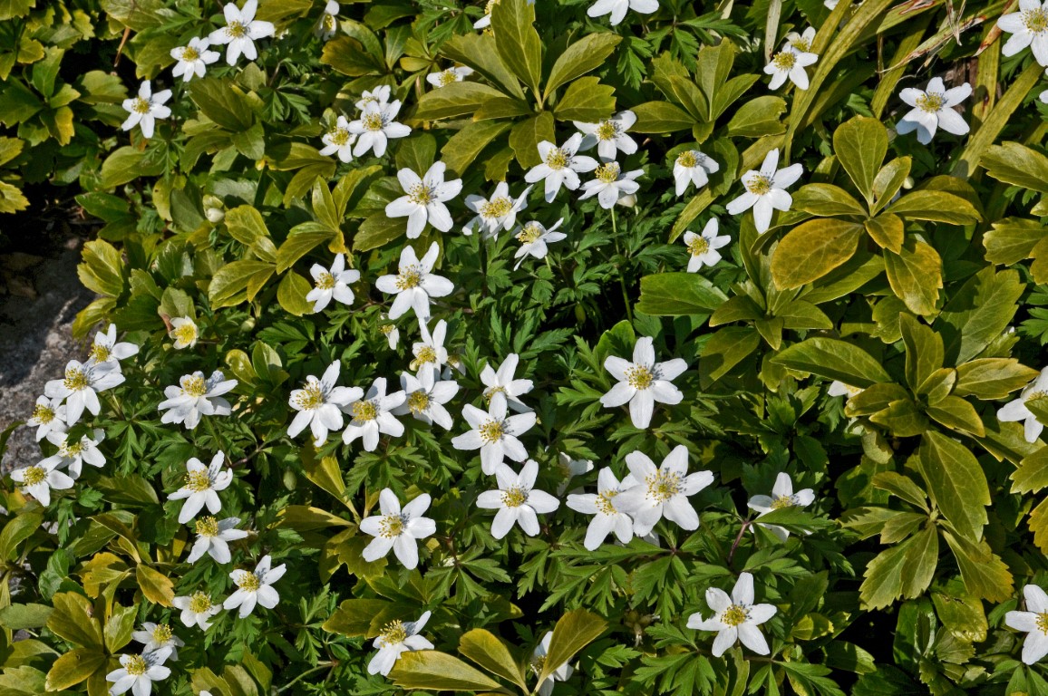 pachysandra terminalis