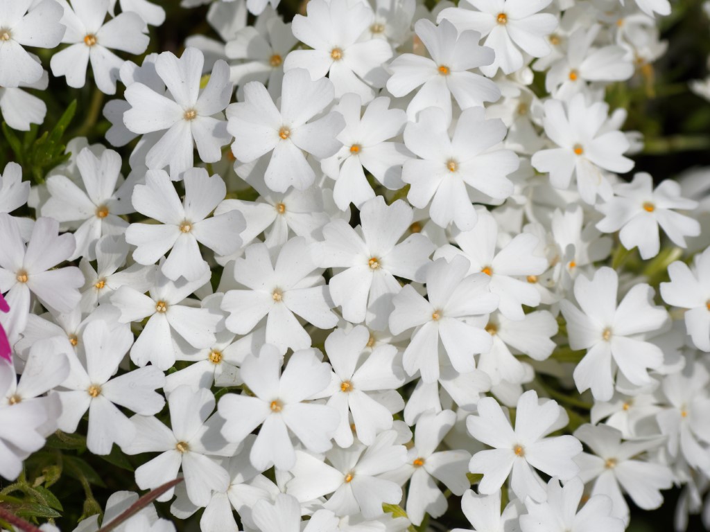 phlox rampant