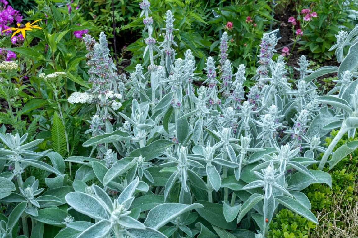 stachys byzantina