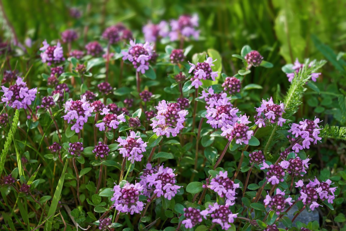 thym serpolet