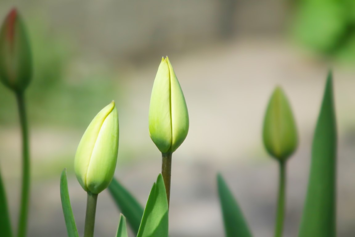 tulipe verte