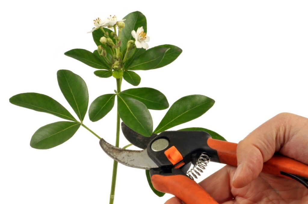 Quand et comment tailler l'oranger du Mexique ? - Mon Potager