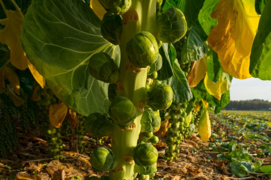 Quand Planter Les Choux Bruxelles