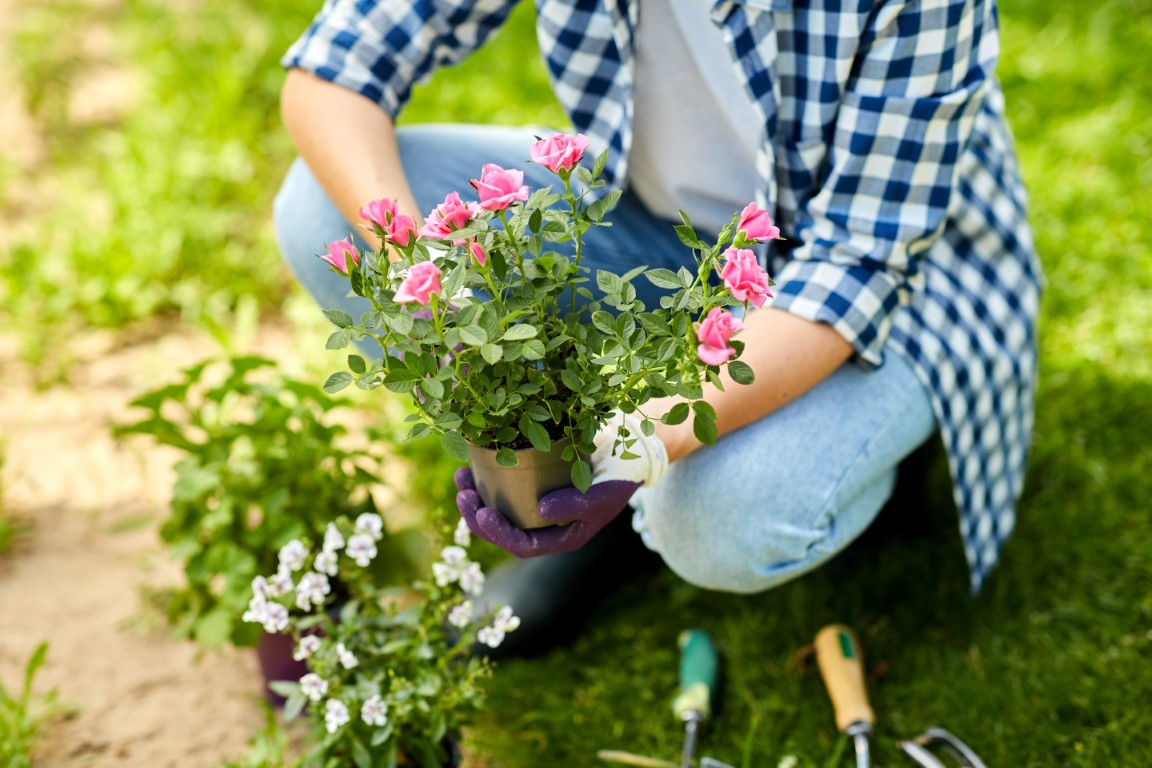 Bouturage du rosier qu’est-ce que c’est