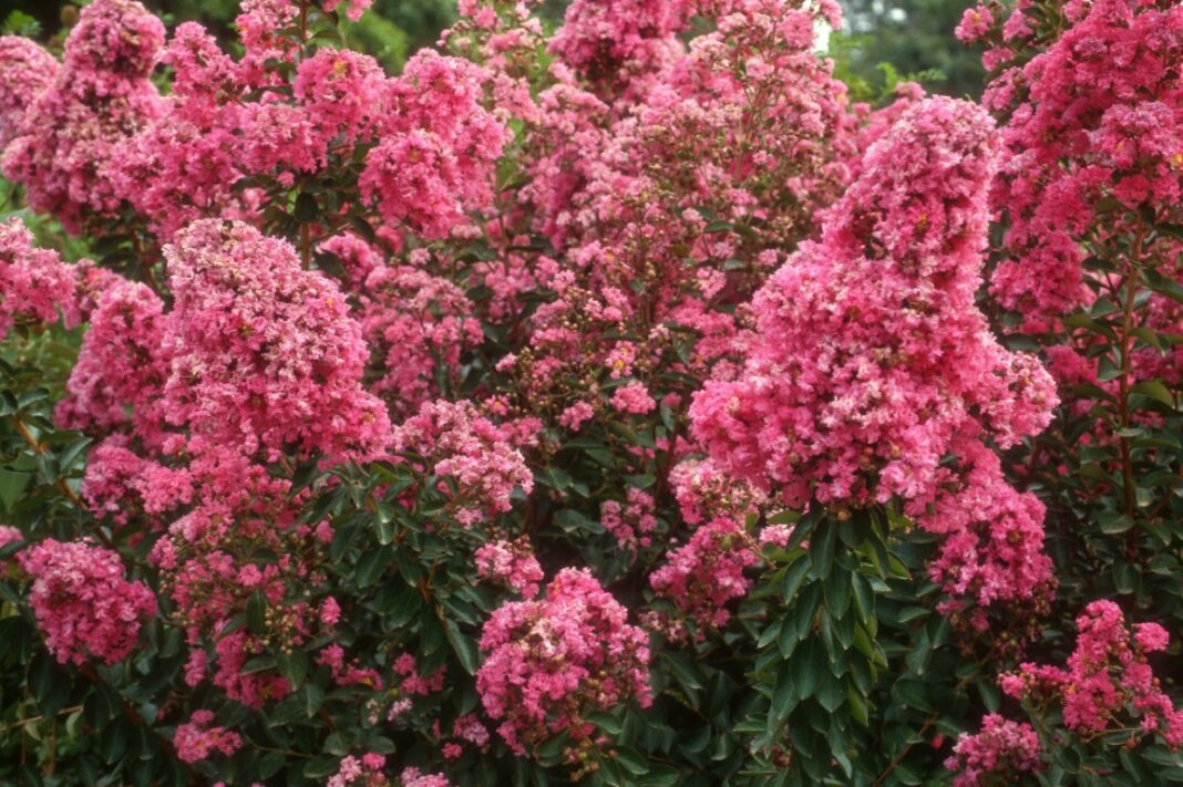Comment cultiver le lilas des Indes en pot