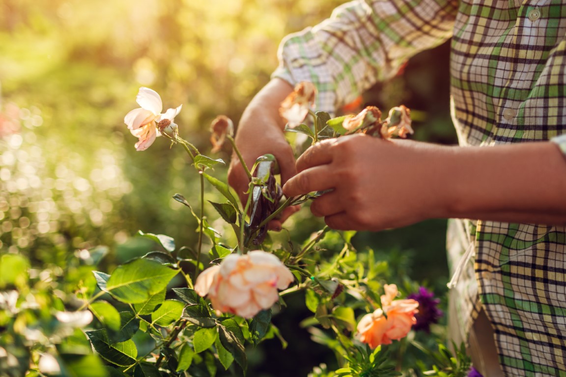 Comment faire des boutures de rosiers