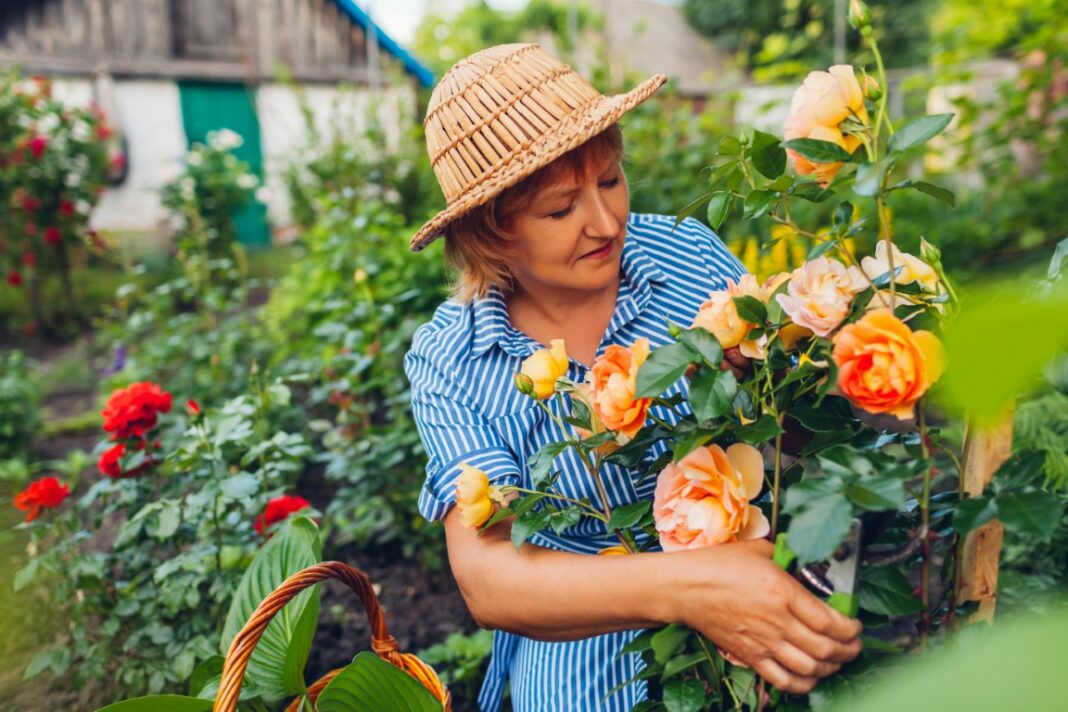 Comment faire des boutures de rosiers