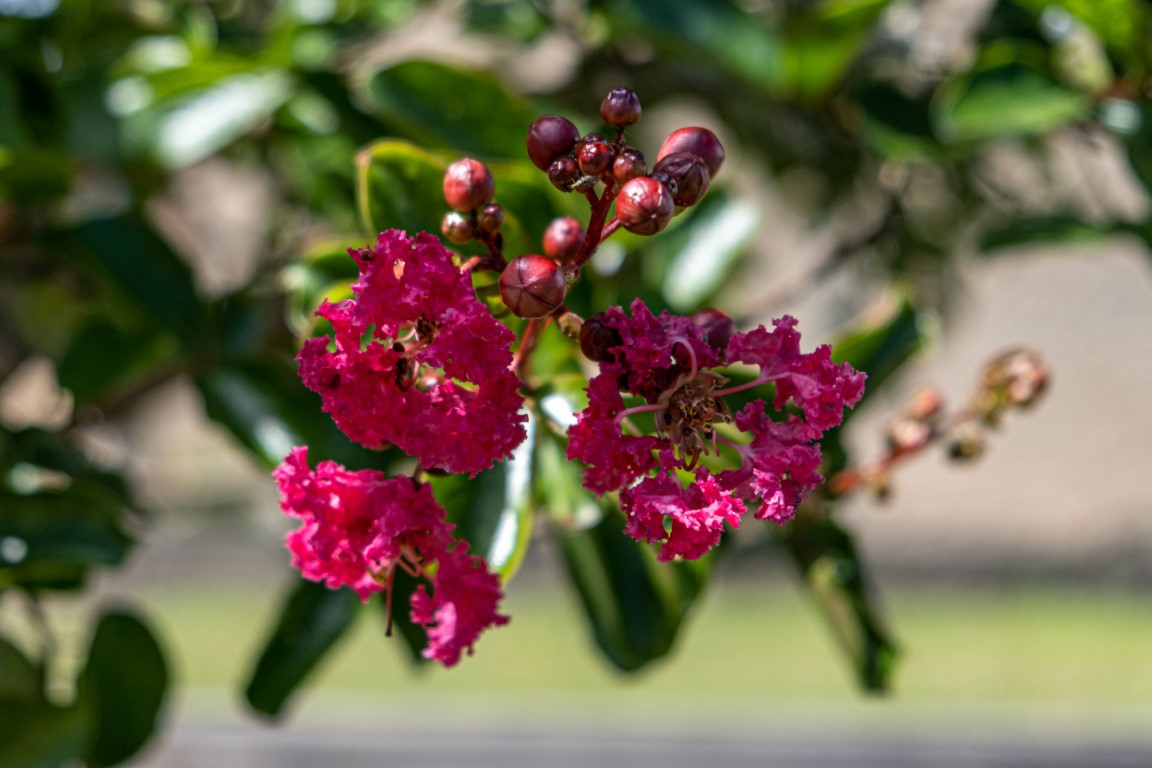 Pourquoi cultiver le lilas des Indes en pot