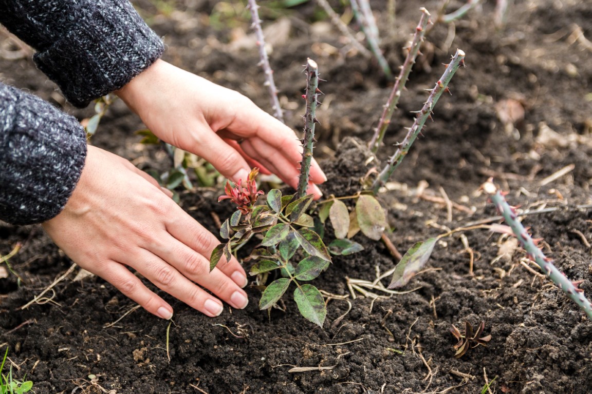 Quand faire des boutures de rosiers