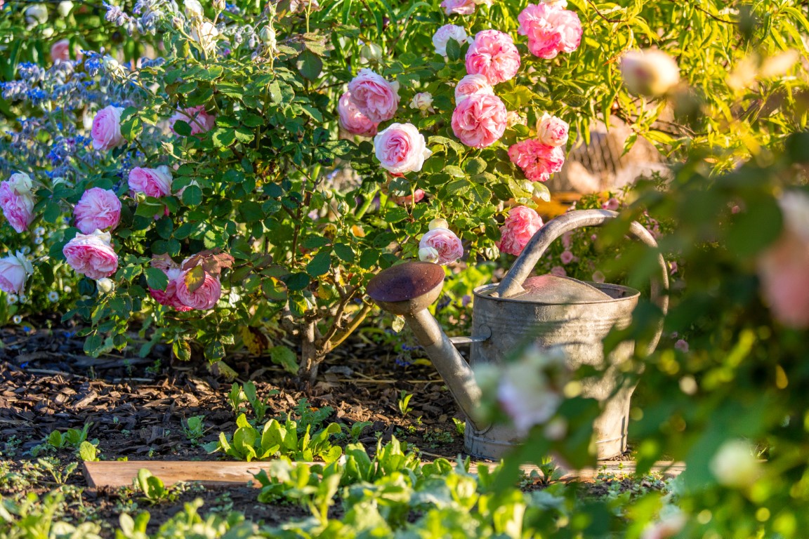 Quels rosiers peut-on bouturer