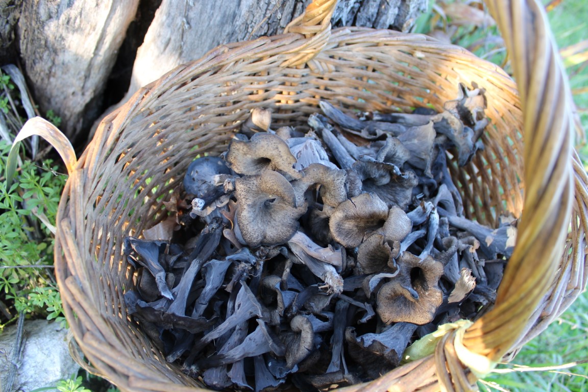 Tout savoir sur la cueillette de la trompette de la mort