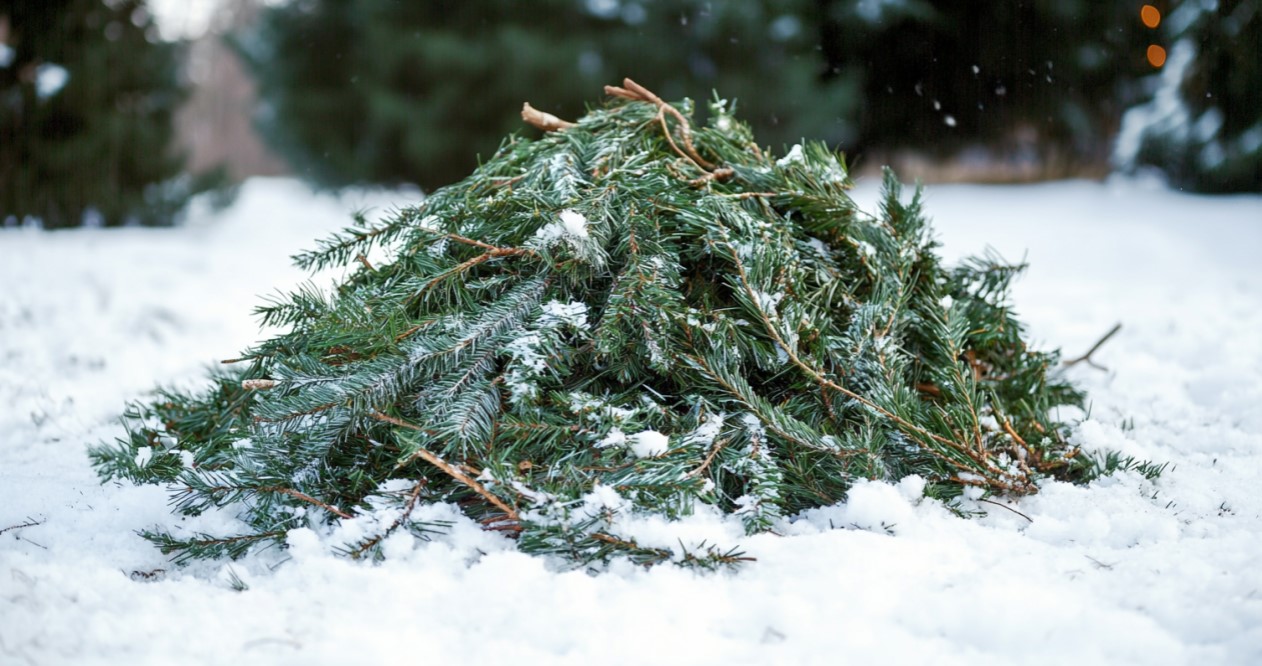 branche arbre de noel refuge oiseau jardin recyclage
