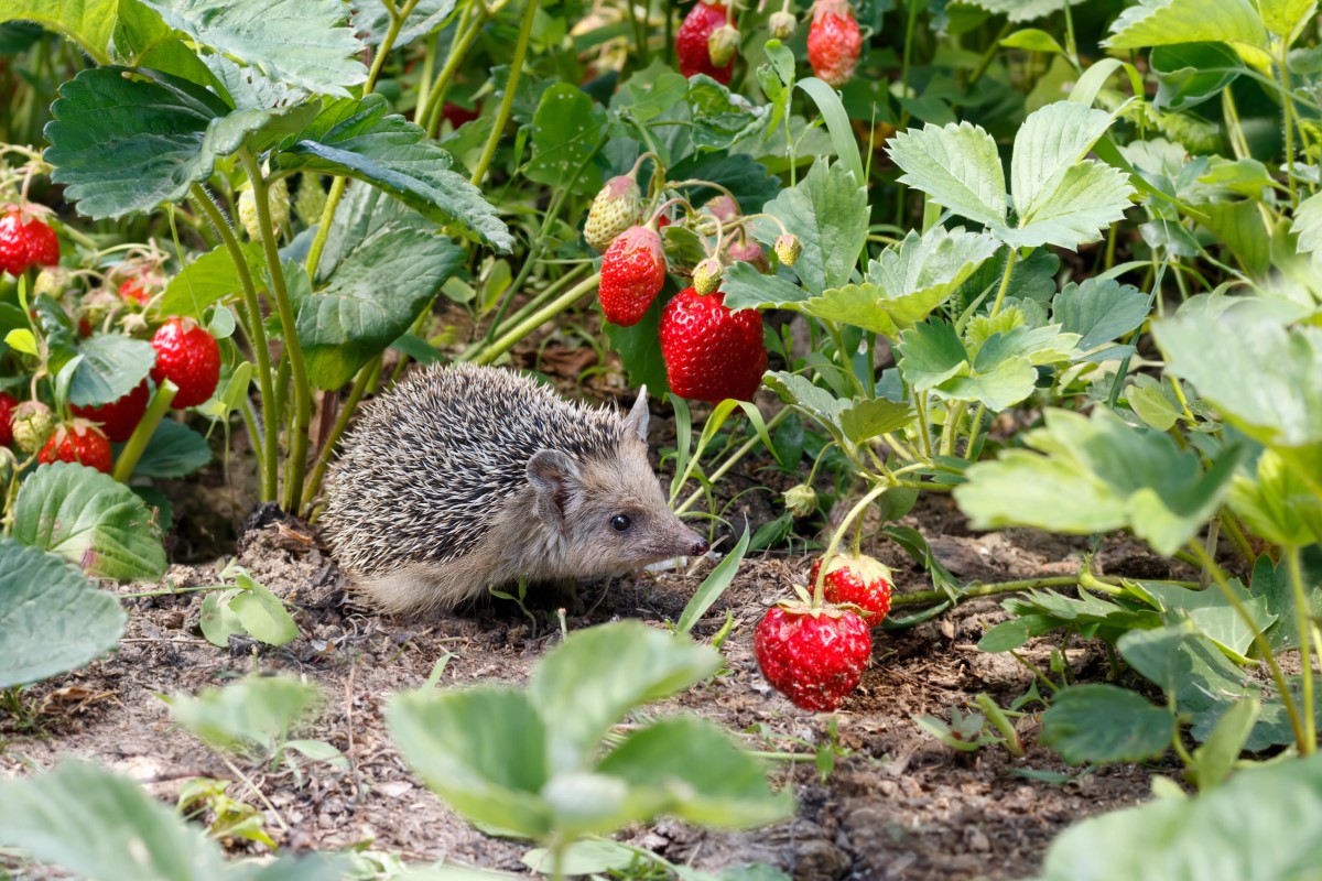 signes que des bébés hérissons vivent chez vous jardin