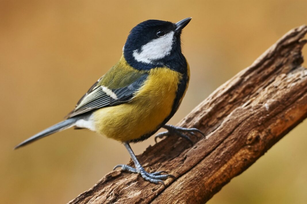 Après la tempête : pourquoi le retour des oiseaux dans votre jardin est le meilleur signe de résilience pour 2026