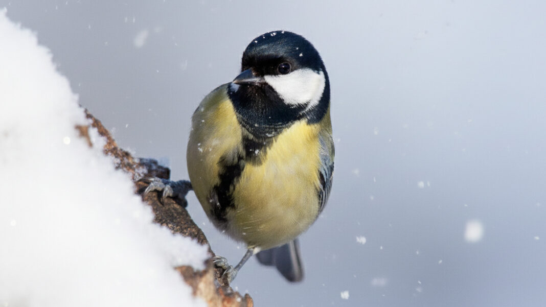 Attirer cet oiseau en février pourrait protéger naturellement votre potager au printemps, selon une étude