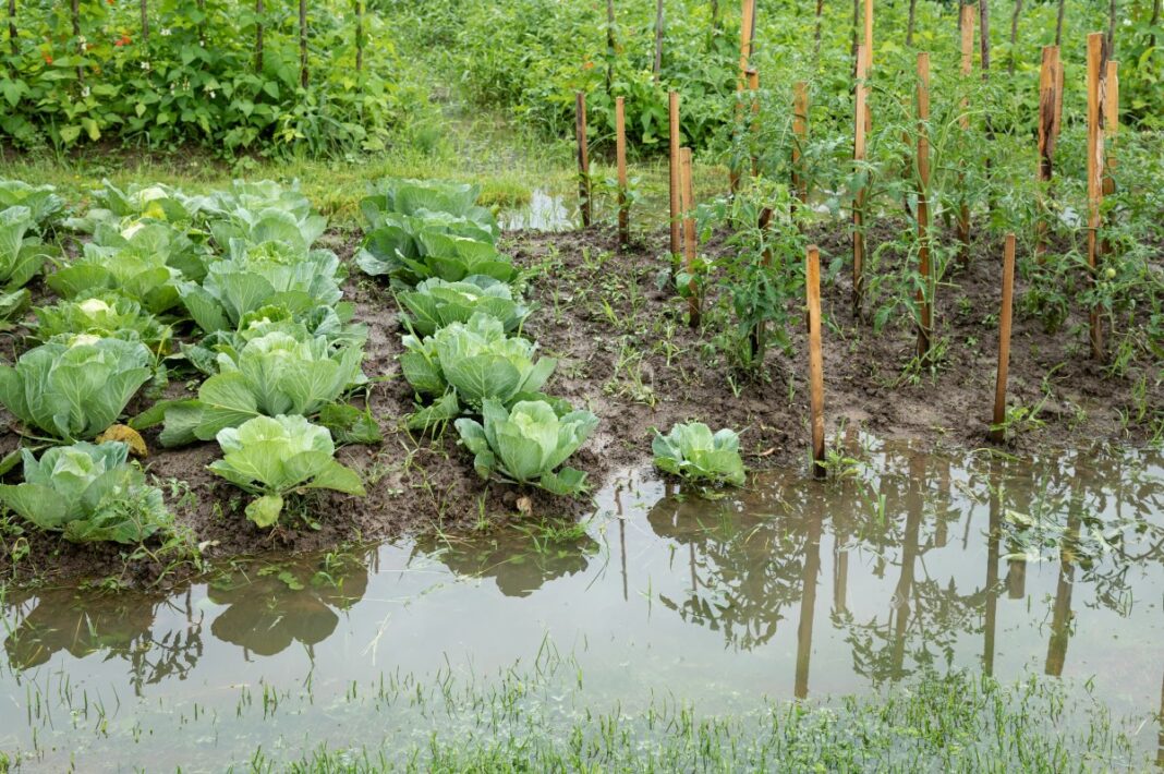 Sols détrempés après les crues : 3 gestes pour sauver vos futures plantations d'un étouffement racinaire