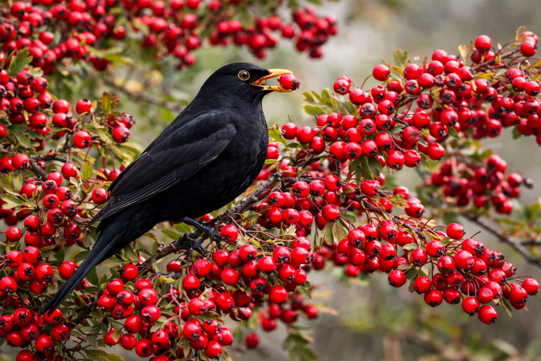 En hiver cet arbuste flamboyant nourrit les oiseaux quand tout manque